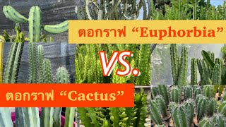 ตอสำหรับกราฟ “Euphorbia” และ “Cactus” เป็นยังไง !? | PB cactus Channel