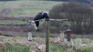 Rooks at the Feeder - Will you still feed me... [2]