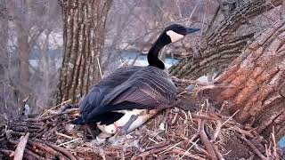 Fourth and Fifth Egg for Mother Goose!