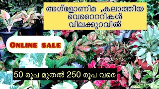 50- 250 രൂപ വിലയുള്ള അഗ്ളോണിമ ചെടികൾ / Online sale / Aglonema, Calathia, Difenbachia