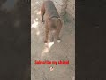 american pitbull terrier lovers video 🐕💪✅