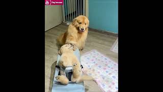 Golden retriever uses cradle to coax puppy to sleep😂