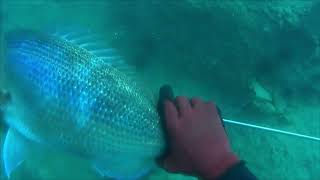 spearfishing dentex 6 kg dreamair in action