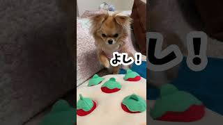 ノーズワーク苦手選手権#shorts #short #チワワ #犬 #癒し動画