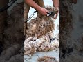 shearing kid mohair from a baby angora goat