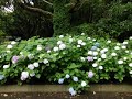 高塔山公園とあじさい　①　北九州市若松区　風景写真帖