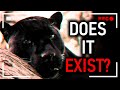 Does The Blue Mountains Panther Exist? | Cryptid Documentary