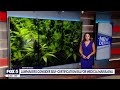 Measure allowing residents to 'self-prescribe' medical marijuana approved by DC Council | FOX 5 DC