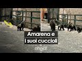 L'orsa Amarena in giro per l'Abruzzo con i suoi 4 cuccioli: 