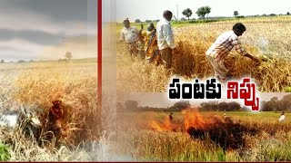 Farmers Set Fire to The Crop, Because of Losses ; in Rajanna Sircilla, Kamareddy Dist