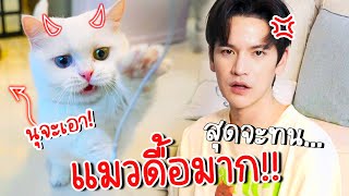 แมวดื้อ เอาแต่ใจหนักมาก!! ทำไงดี !? | ติดเต๋า