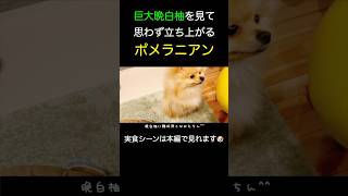 巨大晩白柚に思わず立ち上がるポメラニアン　#pomeranian #かわいい #癒し #dog #puppy