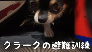 【チワワ】クラークの避難訓練　Cute　Chihuahua