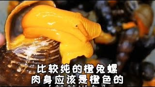 橙兔螺也非常好繁殖