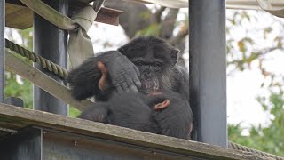 ゴヒチとチヨちゃん　かみね動物園　チンパンジー　202410