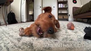 Irish Terrier Puppy - 5 Months Old