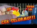 Cara mengetahui telur isi atau zonk | lovebird nimbun telur