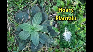 Hoary Plantain: Edible and Loaded with Health Benefits