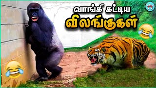 வம்பிழுத்து அடிவாங்கிய விலங்குகள் | Dumb animals | The Magnet Facts