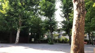 東京都内、真夏の公園で大声で泣き続ける蝉【癒し動画】激安探偵S