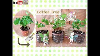 コーヒーの木の苗木を植え替え | Replanting Coffee Tree | 咖啡樹換盆