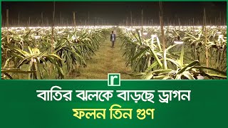 বাতির ঝলকে বাড়ছে ড্রাগন, ফলন তিন গুণ | Dragon fruit | Chandpur | RisingBD