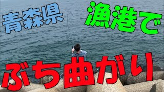 【釣り部】青森の漁港で巨大魚を狙え！