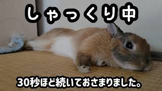 うさぎのしゃっくり【多頭飼い】うさぎの夫婦with息子ラテ🐰