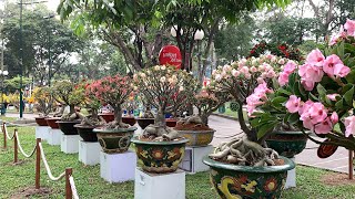 Bonsai Adenium at the Exhibition