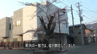 2020年4月15日　南会津町内の桜開花　 町民の歌「春夏秋冬」と