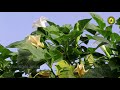 datura innoxia ஊமத்தை மருத்துவம் oomatthai medicine