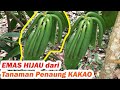 Vanili | Emas Hijau dari Kebun | Menambah pendapatan dari Tanaman Penaung kakao | Tumpangsari vanili