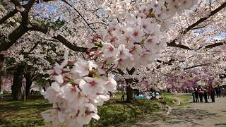 弘前城公園桜祭  満開の桜の花  2017年