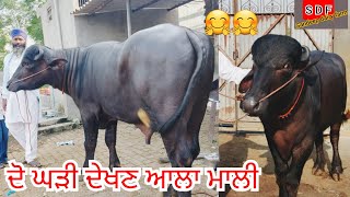 19 October 2022 ਦੋ ਘੜੀ ਦੇਖਣ ਆਲਾ ਮਾਲੀ  #best #quality #murrah #bull #sale