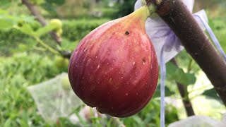 這顆「黑帝王無花果」，水！