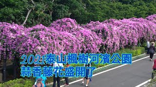 #泰山楓樹河濱公園 #「蒜香藤花 」#盛開了 請把握一個星期盛開期