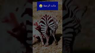 شاهد اعجوبة الضبع يأكل حمار حي