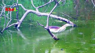 Bangladesh Bok Pakhi || বক দেখিছেও || Bok Dekhicho || Bird Trap Technology || Khel