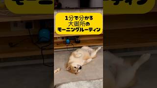 柴犬大御所のモーニングルーティン#shorts #shortvideo #dog #shibaken #柴犬#おもしろ動画 #おもしろい犬