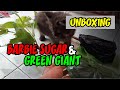 Review Bibit Jambu Sugar Barbie dan Green Giant Beli Online