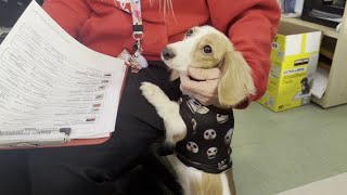 Dachshund Delight: Weiner dog adoption surge at Jacksonville ACPS fueled by local TikTok creator