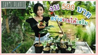 ไม้ด่าง​ งบ500บาท​ สร้างอาชีพเสริม​ รายได้​เสริม​ แนะนำต้นไม้​ แนะนำมือใหม่​ มือใหม่หัดปลูกต้นไม้​