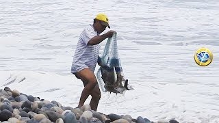 Amazing catches! Expert fisherman catches large snooks using a cast net in the sea