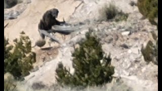 Alleged 'Bigfoot' Photographed in Canyon Near Ganado, Arizona!