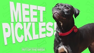 Pet Rescue of the Week: Pickles