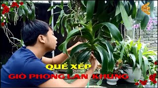 Quế Xếp giò phong lan khủng  hoa  Lan Ninh Bình