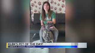 Destiny is KLBK's Pet of the Day!