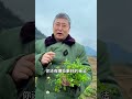 寻找家乡的味道：你有多久没到菜园里拔过鹅肠草了，你除了拿它去喂鸡喂鸭，还知道可以做什么吗？鹅肠菜 牛繁缕 大自然的馈赠