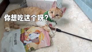 摆烂猫的日常：摆烂归摆烂，绝对不能耽误吃饭！猫咪的迷惑行为