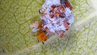 Green Lacewing Debris-carrying Larva feeding on an Aphid